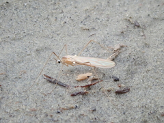 Chioneinae