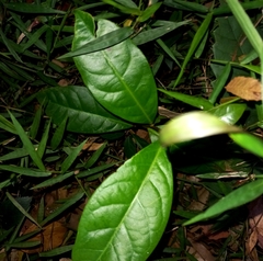 Rhodomyrtus psidioides