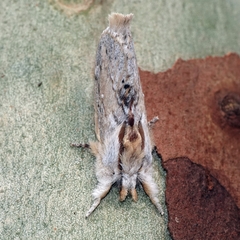 Porela cinerea