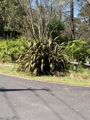 Phormium tenax