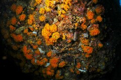 Tubastraea coccinea
