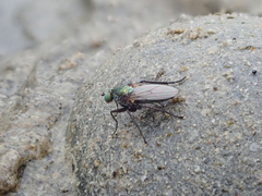 Diaphorinae