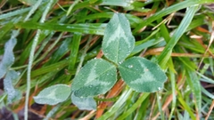 Trifolium pratense