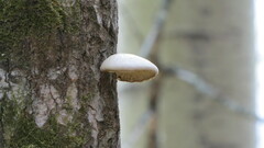 Pleurotus calyptratus