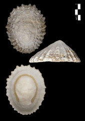 Patella ferruginea