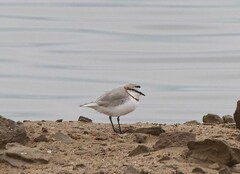 Charadrius pallidus pallidus