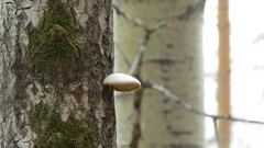 Pleurotus calyptratus