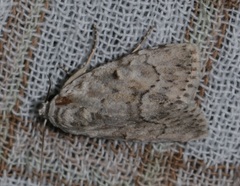 Barasa acronyctoides