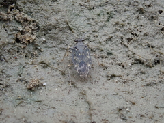 Saldidae
