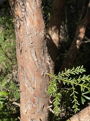 Podocarpus lawrencei