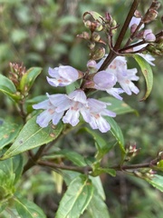 Prostanthera subalpina