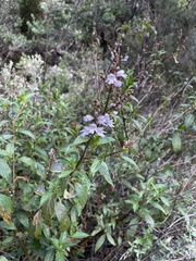 Prostanthera subalpina