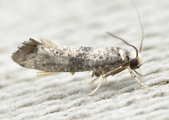 Swammerdamia pyrella