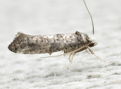 Swammerdamia pyrella