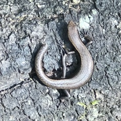 Lampropholis