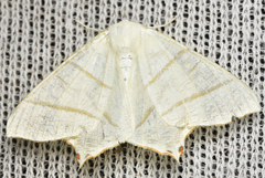 Ourapteryx sambucaria