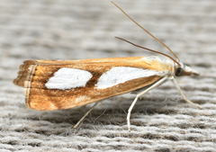 Catoptria pinella