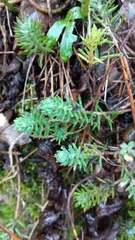 Petrosedum