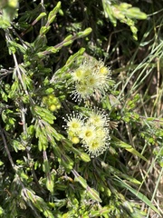 Kunzea muelleri