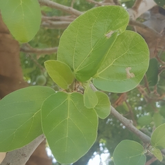 Ficus sycomorus