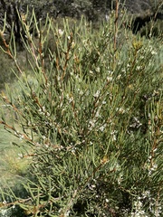 Hakea microcarpa