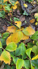 Fragaria × ananassa