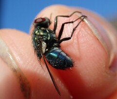 Eudasyphora cyanella