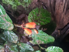 Begonia longirostris