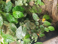 Begonia longirostris