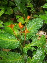 Begonia longirostris