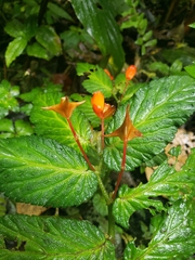 Begonia longirostris