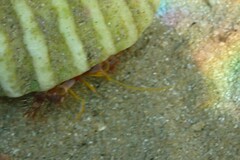 Dardanus crassimanus