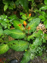 Begonia longirostris