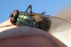 Eudasyphora cyanella