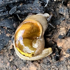 Helicarion cuvieri