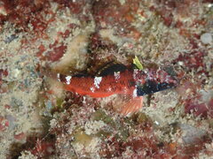 Enneapterygius atrogulare