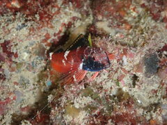 Enneapterygius atrogulare