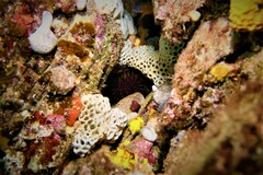 Heliocidaris erythrogramma