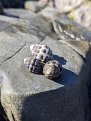 Tenguella marginalba