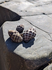 Tenguella marginalba