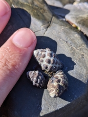 Tenguella marginalba