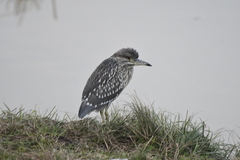 Nycticorax nycticorax
