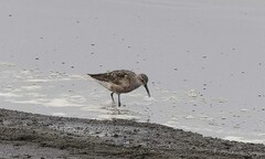 Calidris ferruginea