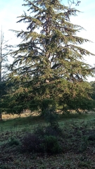 Cedrus atlantica