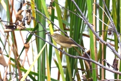 Acrocephalus stentoreus