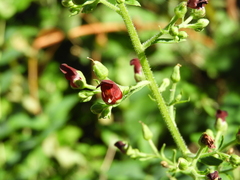 Scrophularia smithii image