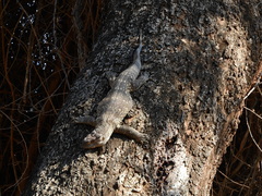 Varanus albigularis albigularis