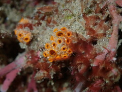 Stolonica