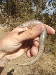 Cyclodomorphus celatus