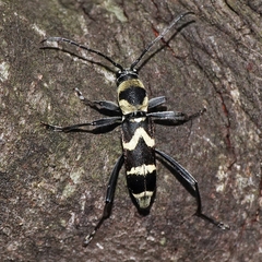 Chlorophorus curtisi